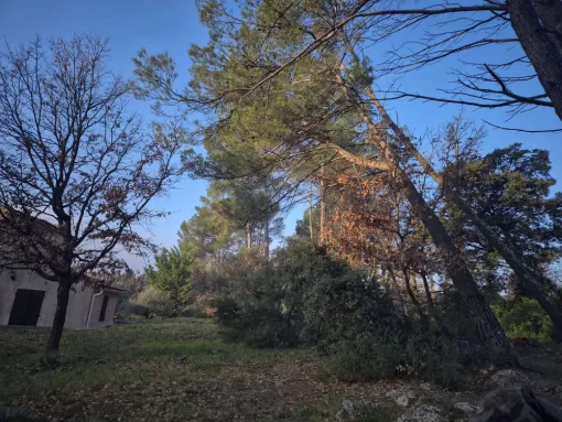 Abattage de pins dans une propriété privée à Flayosc, Lorgues, FITO Élagage