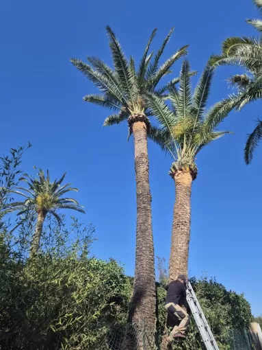 Taille de palmiers dans une copropriété à Sainte-Maxime, Lorgues, FITO Élagage