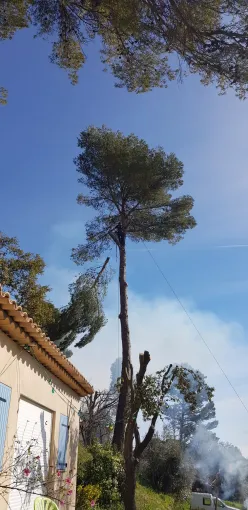 Abattage d'un arbre dangereux proche d'une maison à Lorgues, Lorgues, FITO Élagage