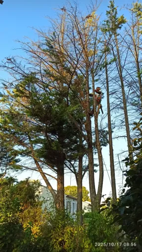 Coupe de cyprès et prévention des chutes d'arbres par l'entreprise Fito Élagage , Lorgues, FITO Élagage