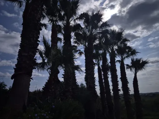 Découvrez notre dernière intervention d'élagage à Seine-Maxime, Lorgues, FITO Élagage