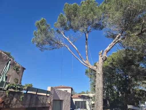 FITO Élagage sécurise un abattage d'arbre dangereux à Lorgues, Lorgues, FITO Élagage