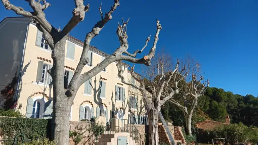 Taille de platanes à Lorgues par l'entreprise Fito élagage à Lorgues