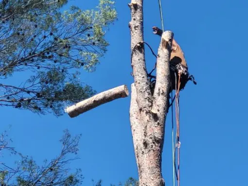 Démontage de l'arbre par tronson