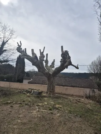 La taille d'un platane au Thoronet par mesure de sécurité, Lorgues, FITO Élagage