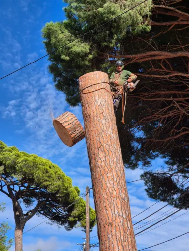 Coupe pin en démontage à Hyéres