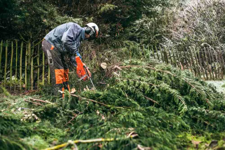 Abattre un arbre en le dirigeant dans le sens contraire de son inclinaison naturelle, Lorgues, FITO Élagage