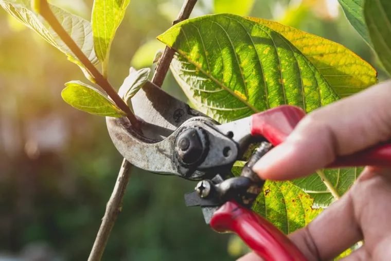 Quand peut-on couper les branches mortes d’un cerisier ?, Lorgues, FITO Élagage