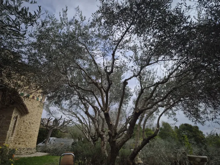 Le printemps est là, pensez à tailler les oliviers, Lorgues, FITO Élagage