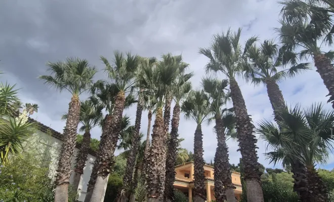 Découvrez notre dernière intervention d'élagage à Seine-Maxime, Lorgues, FITO Élagage