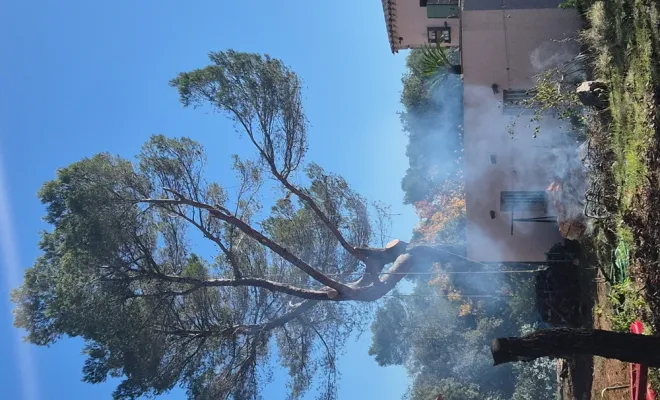 FITO Élagage sécurise un abattage d'arbre dangereux à Lorgues, Lorgues, FITO Élagage