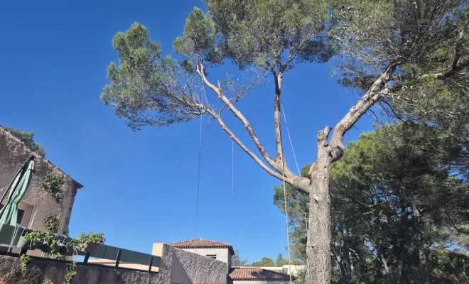 FITO Élagage sécurise un abattage d'arbre dangereux à Lorgues, Lorgues, FITO Élagage
