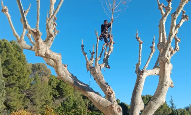 Taille de platanes par Fito élagage à Lorgues