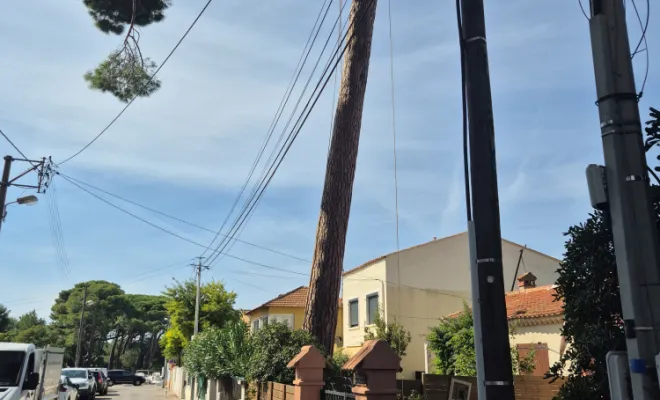 Coupe pin parasol à Hyères, Lorgues, FITO Élagage