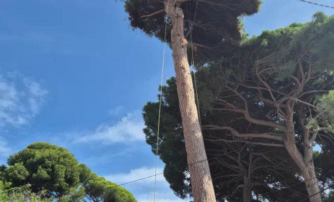 Coupe pin parasol à Hyères, Lorgues, FITO Élagage