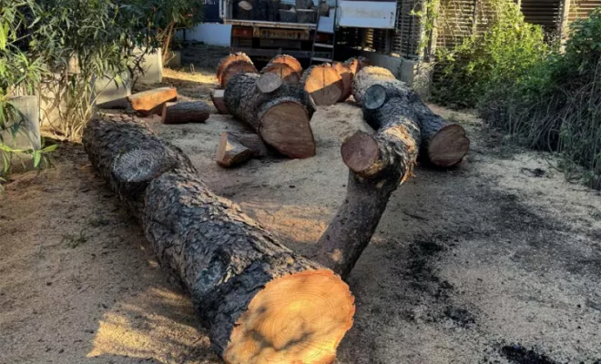 Abattage, Lorgues, FITO Élagage