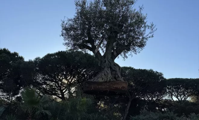 Création d'extérieur, Lorgues, FITO Élagage