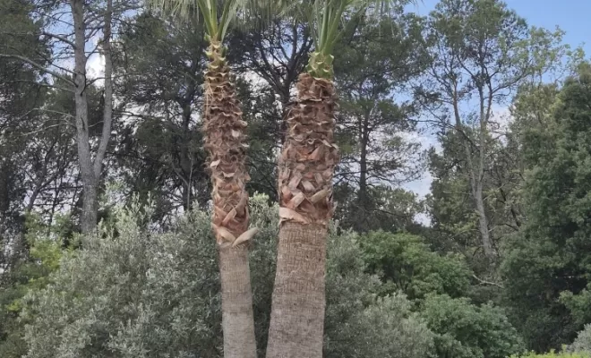 Palmiers après 