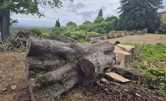 Abattage gros marronnier à Lorgues , Lorgues, FITO Élagage