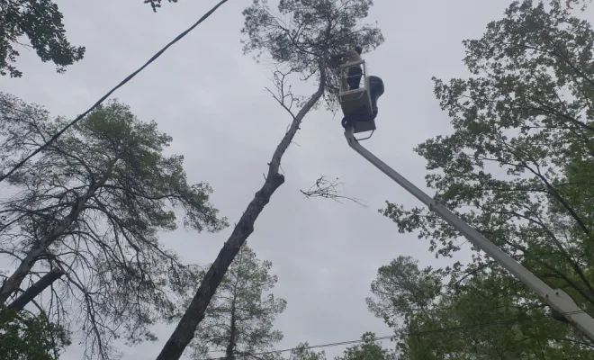 Abattage d'arbres avec une nacelle à Lorgues , Lorgues, FITO Élagage