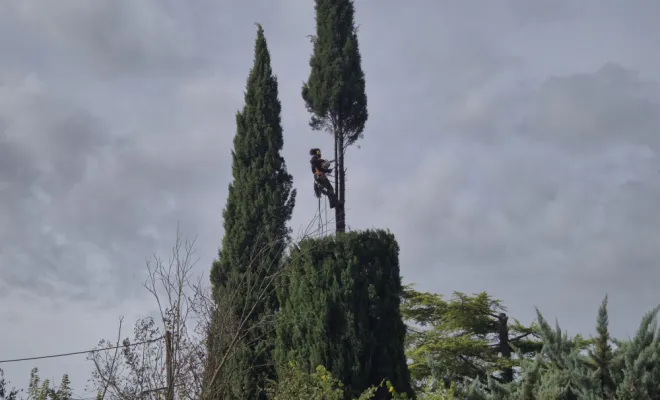 Taille de cyprès devenu génant à Lorgues , Lorgues, FITO Élagage