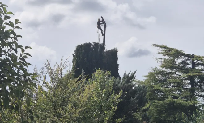 Taille de cyprès devenu génant à Lorgues , Lorgues, FITO Élagage