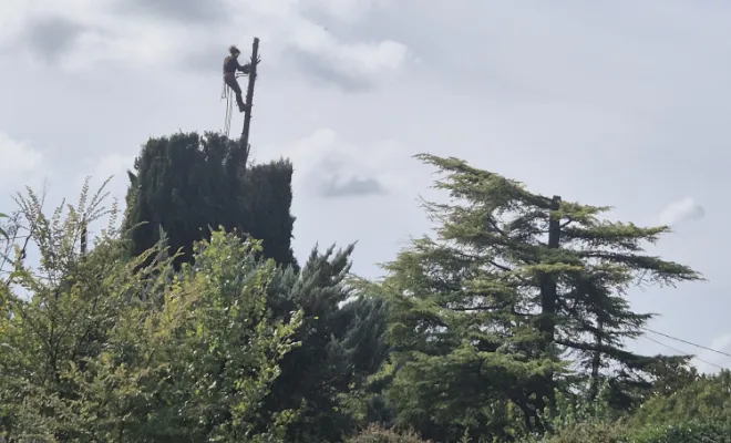 Taille de cyprés à Lorgues, Lorgues, FITO Élagage