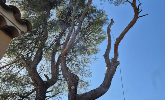 Coupe d'un pin dangereux à Lorgues, Lorgues, FITO Élagage