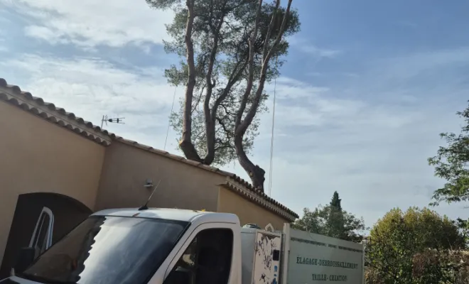 Coupe d'un pin dangereux à Lorgues, Lorgues, FITO Élagage